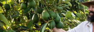 Health Benefits of Avocado Header