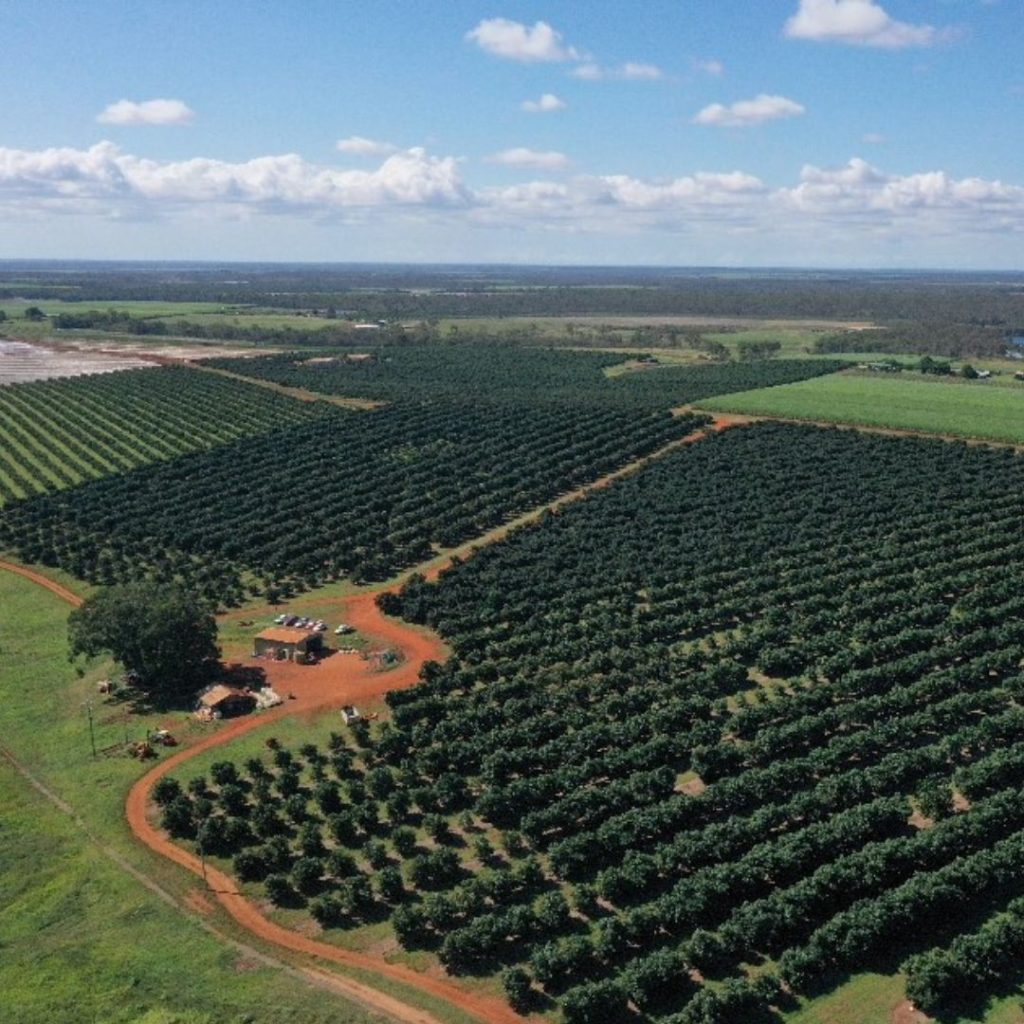 AvoFresh - DePaoli Family Farm - Orchards